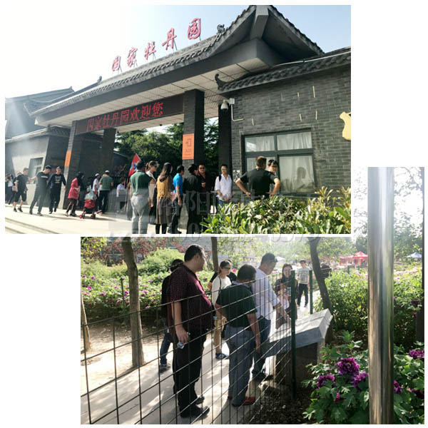 玩耍牡丹园